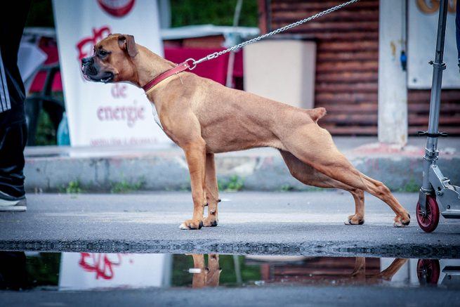 Dog at an outdoor event